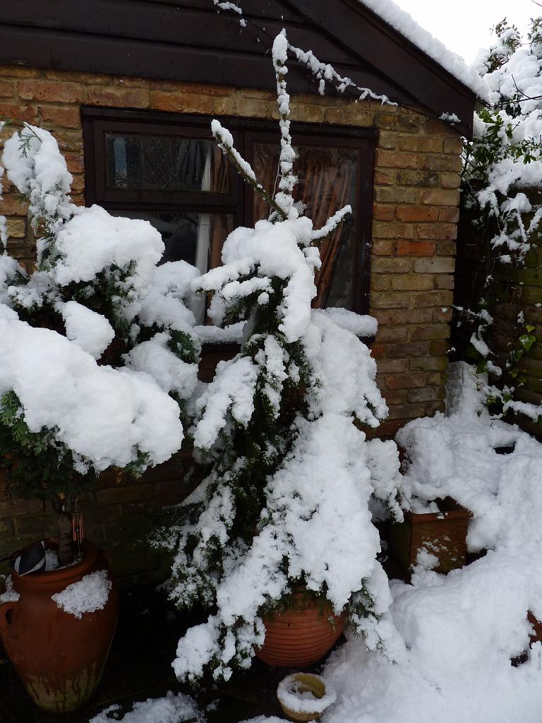 Snow 11 Christmas Tree